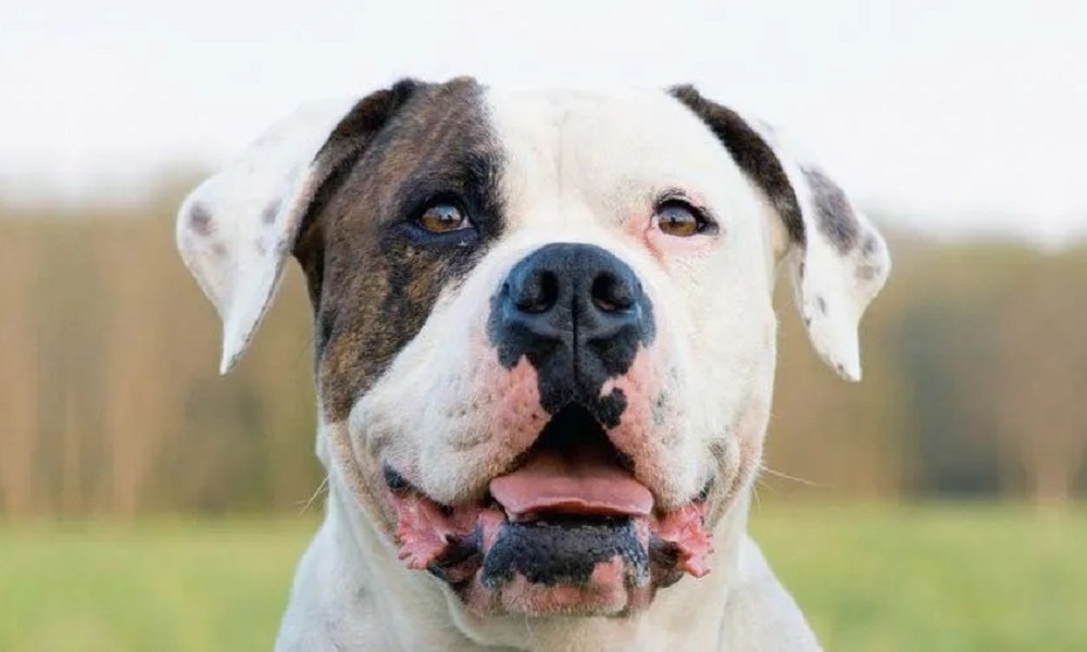 Catahoula Bulldog