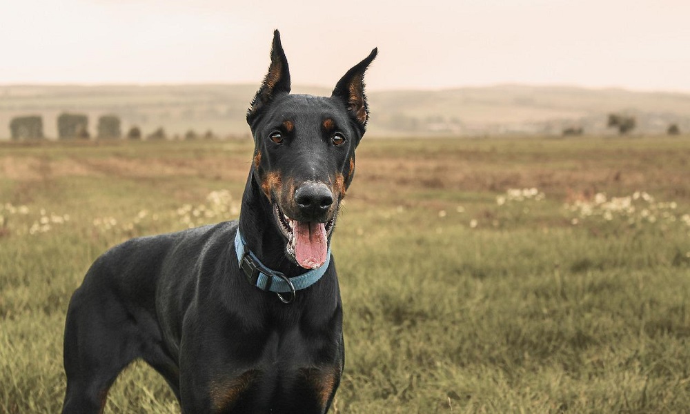 Doberman Pinscher