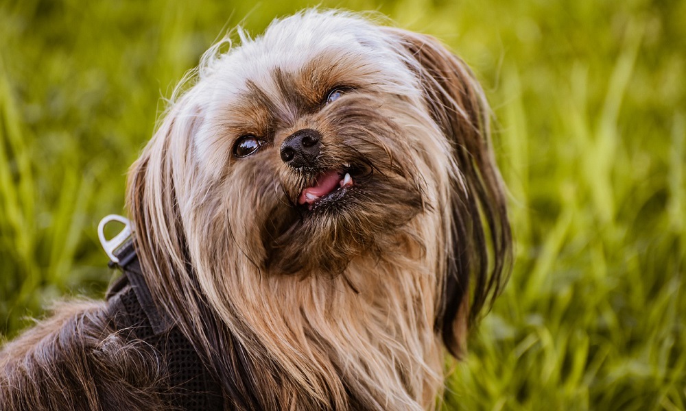 Dog Breeds with Dreadlocks