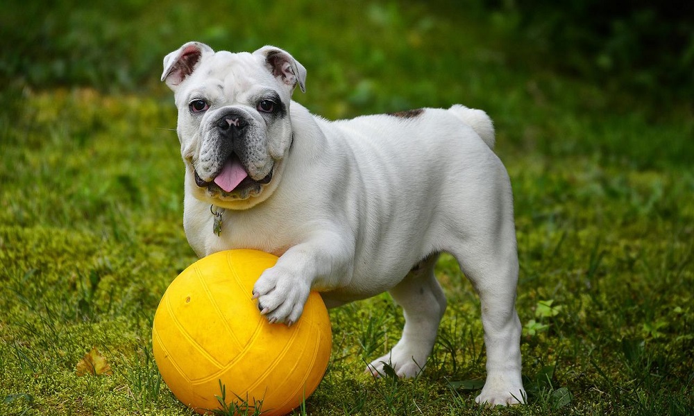 English Bulldog