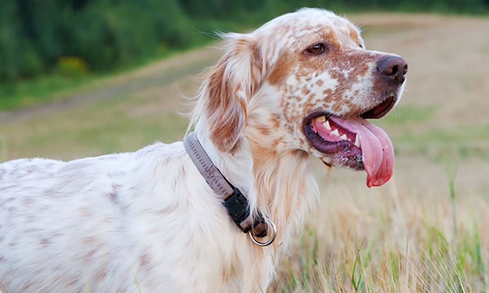 English Setter Dog Names