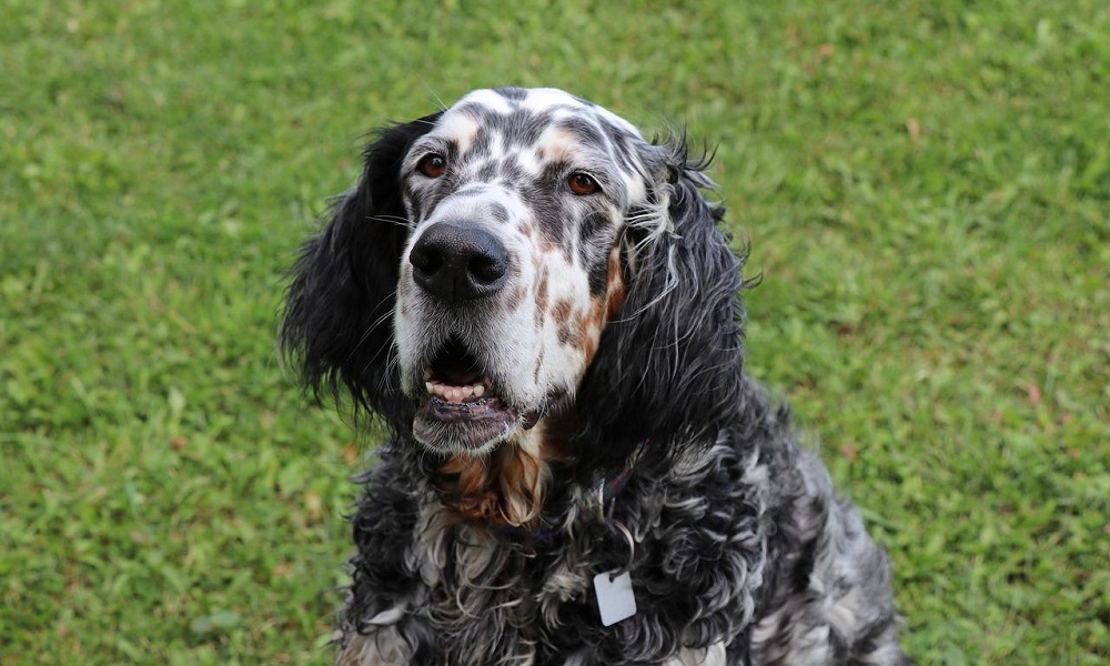 English Setter Hunting Dog Names