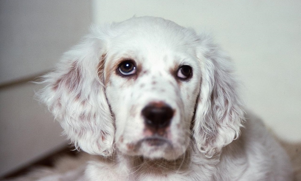 Female English Setter Dog Names