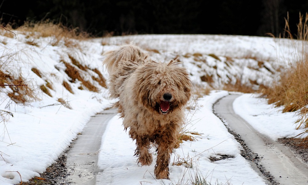 Komondor