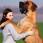 Largest Dog Breeds in The World