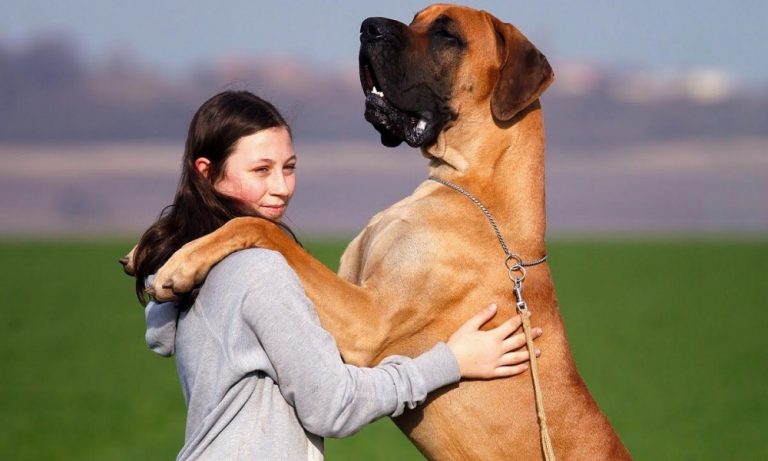 25 Largest Dog Breeds in The World With Key Characteristics