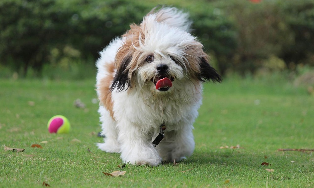 Lhasa Apso