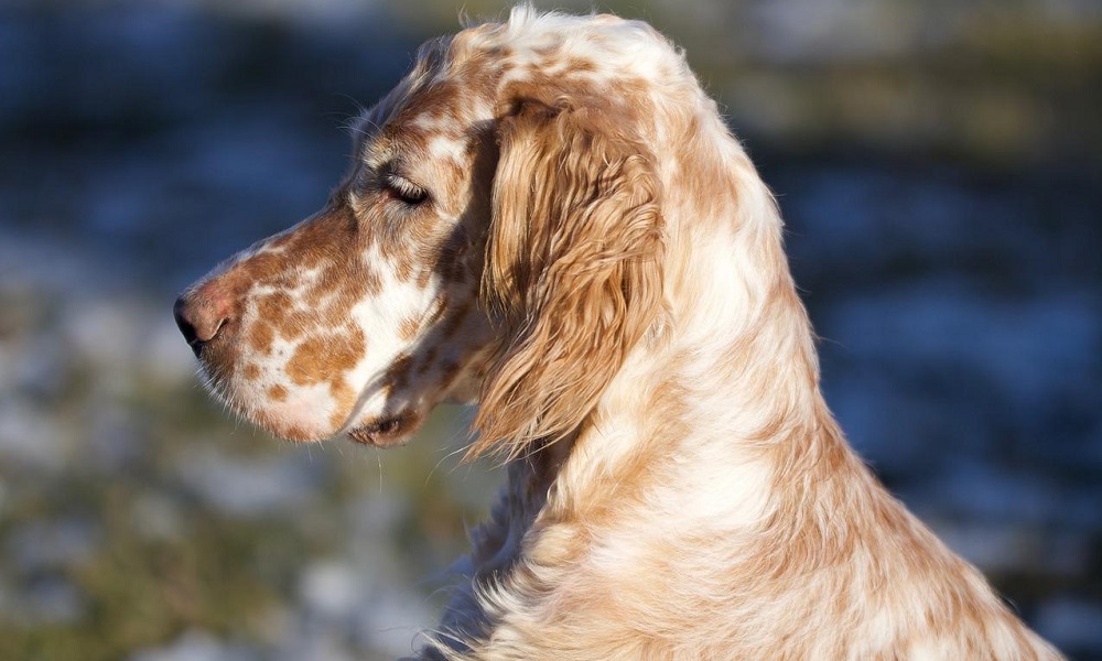 Most Popular English Setter Dog Names