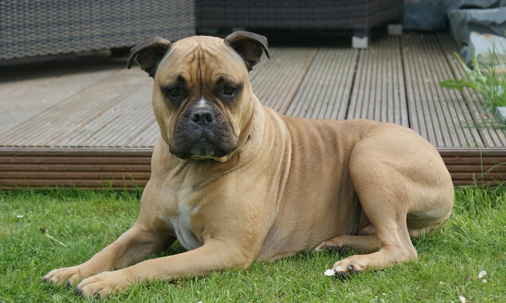 Olde English Bulldogge