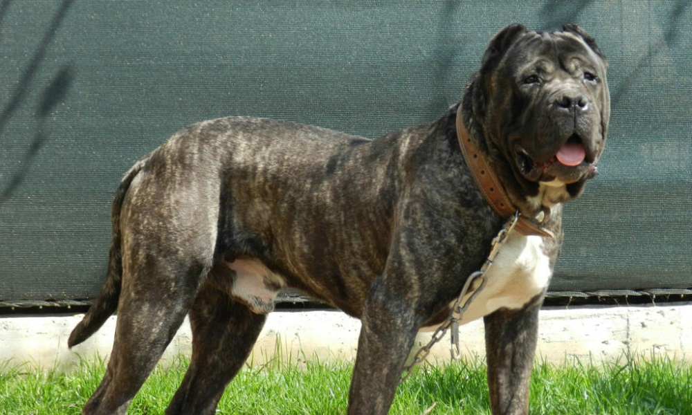 Perro de Presa Canario