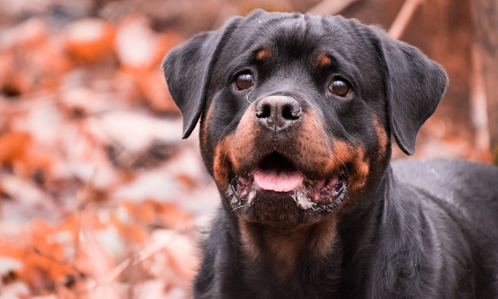 Rottweiler