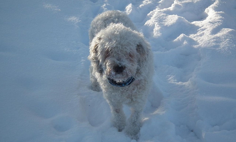 Spanish Water Dog