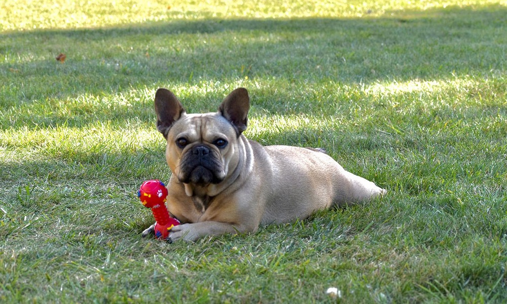 Toy Bulldog