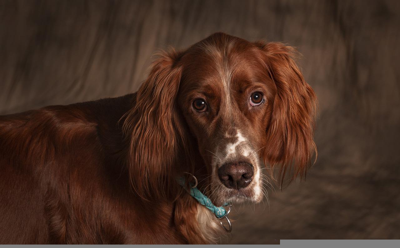 Traditional English Setter Dog Names