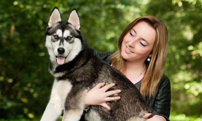 Top 10 Husky Dog Breeds – Facts and Traits