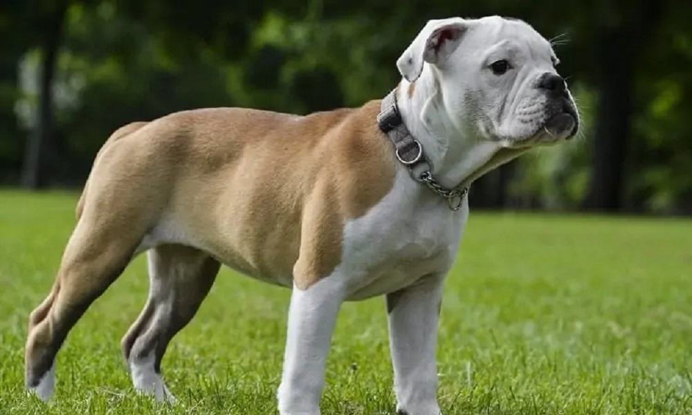 Victorian Bulldog