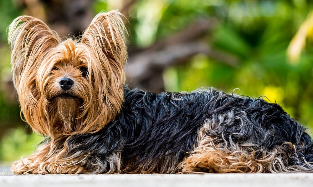 Yorkshire Terrier