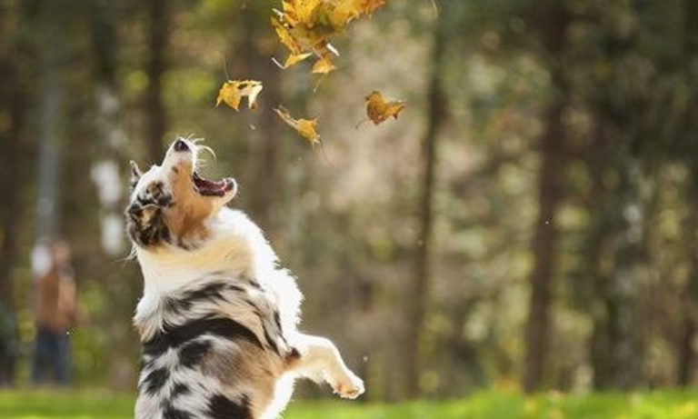 Can a Dog Eat Leaves?