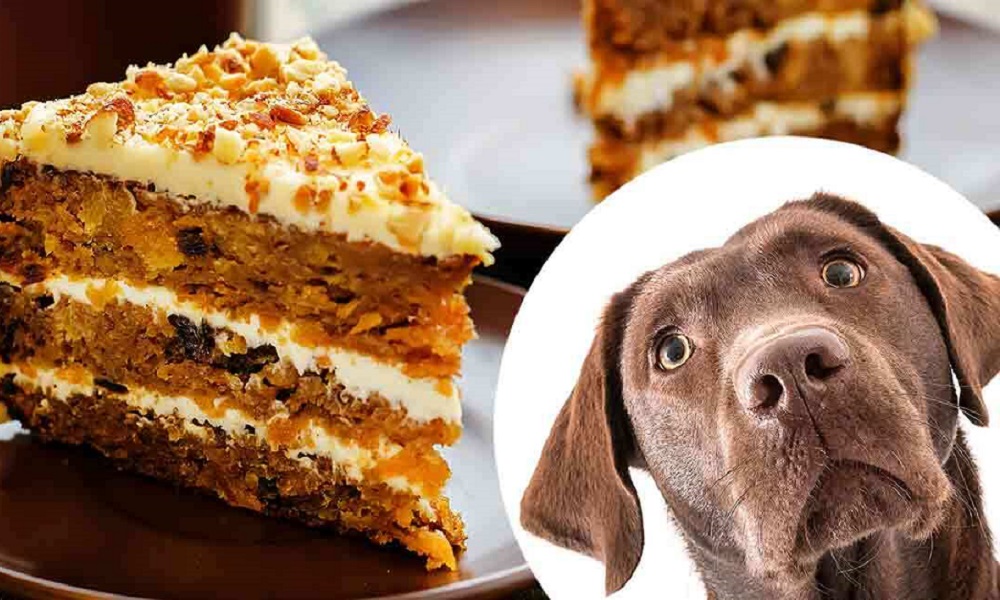 Can Dogs Eat Carrot Cake