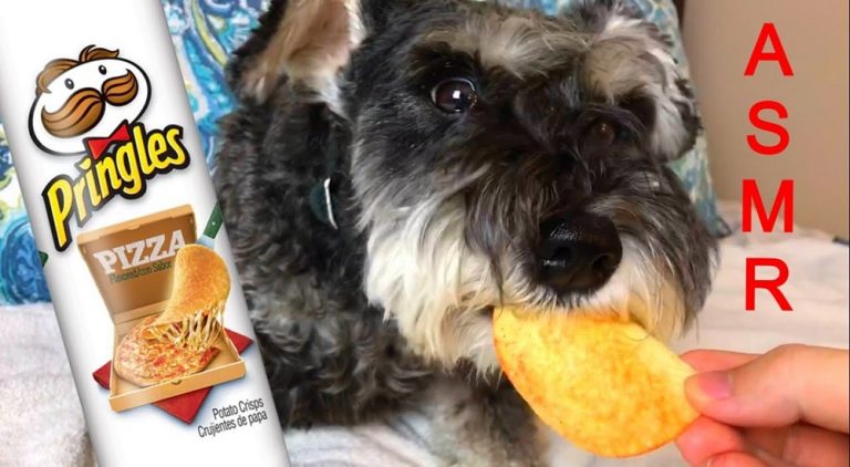 Can Dogs Eat Pringles?