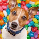 Can a Dog Eat Jelly Beans