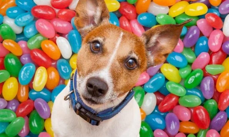 Can a Dog Eat Jelly Beans?