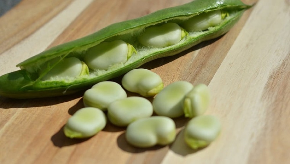 Can Dogs Eat Broad Bean Pods