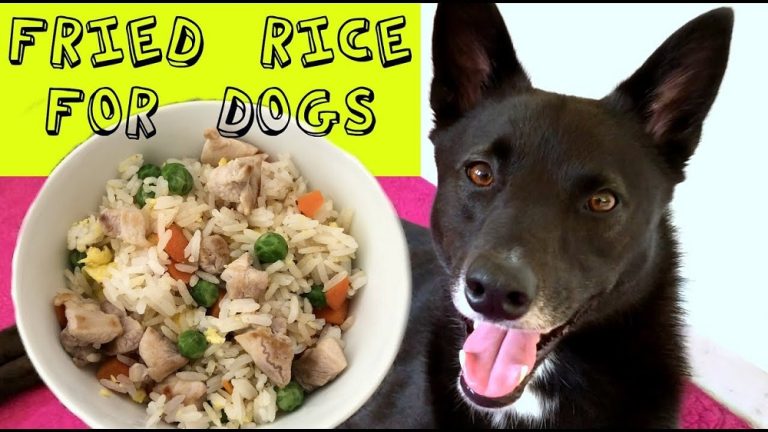 Can Dogs Eat Egg Fried Rice?