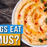 can dogs eat hummus?