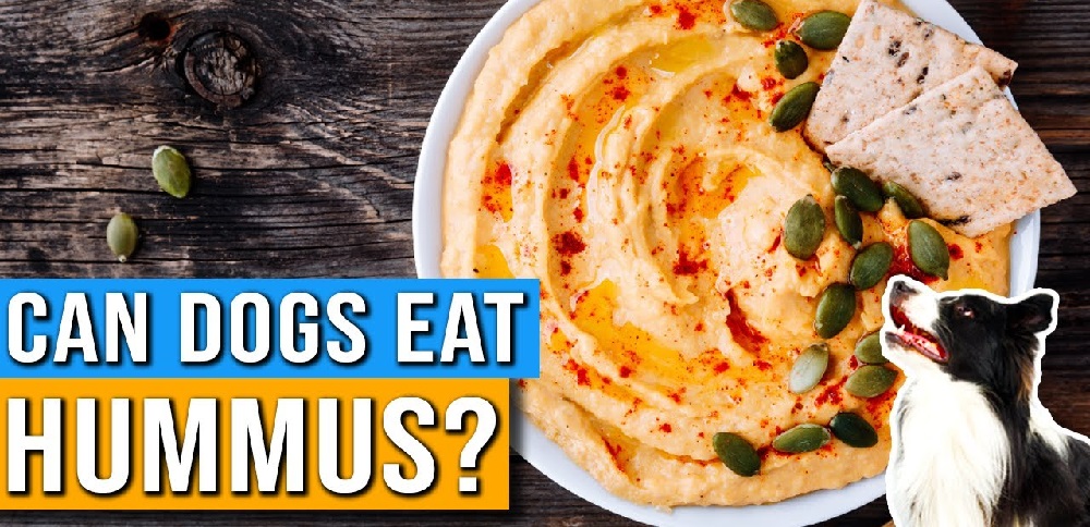 can dogs eat hummus?