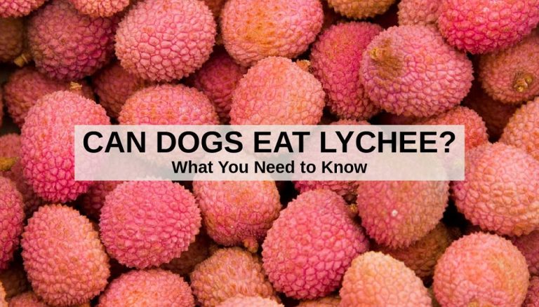 Can Dogs Eat Lychee?