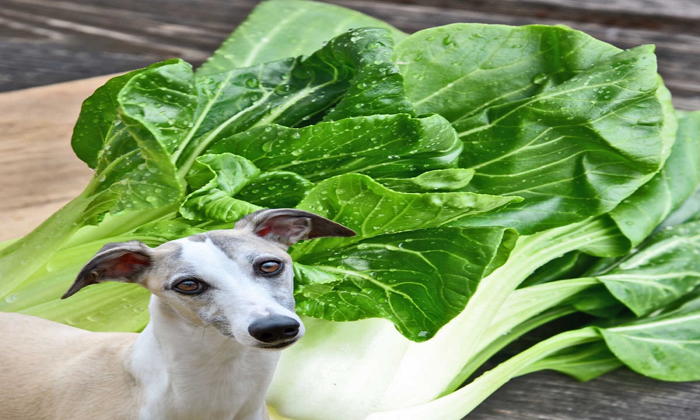 Can Dogs Eat Pak Choi