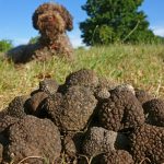 Can Dogs Eat Truffle?