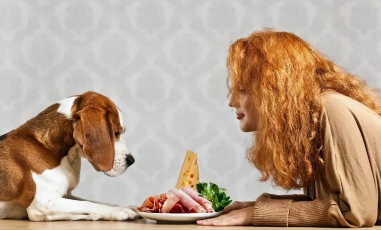 Can Dogs Eat Warm Food?