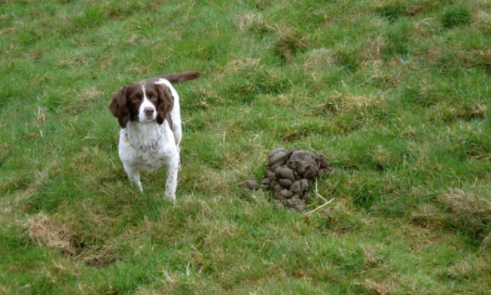 Why Do Dogs Eat Horse Poop