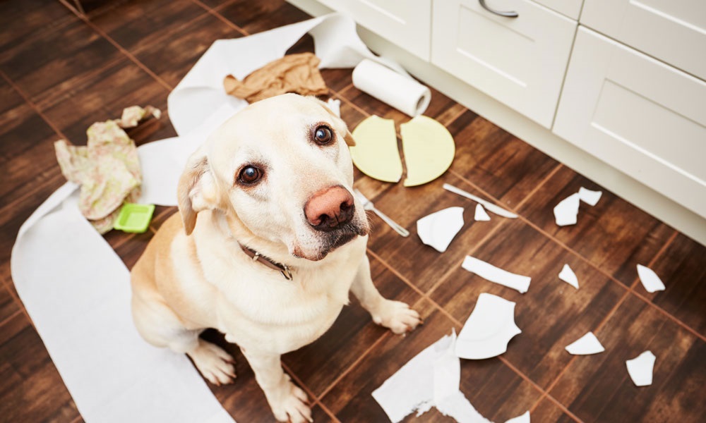 Can a Dog Eat Cardboard?