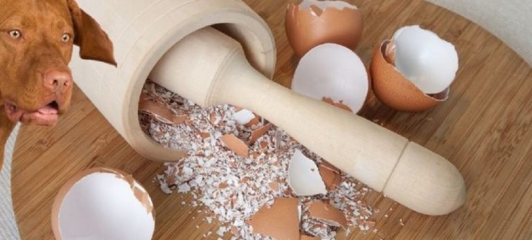 Are Eggshells Good for Dogs?