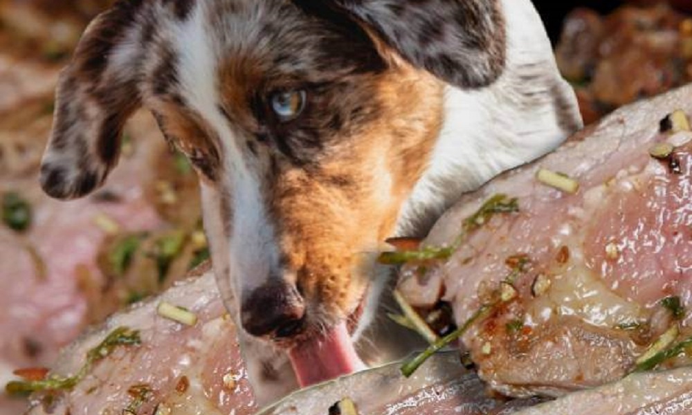 Can Dogs Eat Out of Date Chicken?