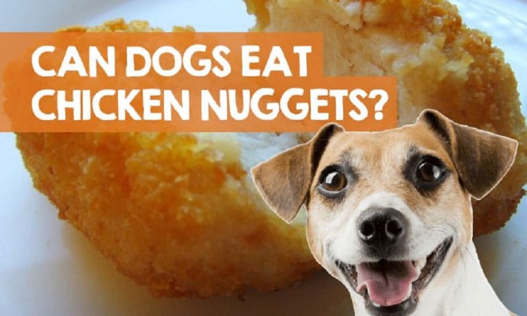 Can Dogs Have Chicken Nuggets? – Pet Help Reviews UK