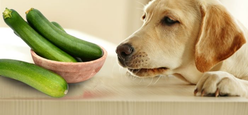 Can Dogs Have Courgette?