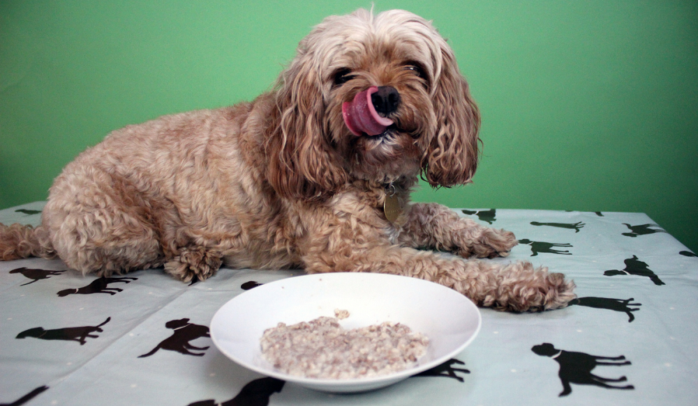 Can Dogs Have Rice Pudding?