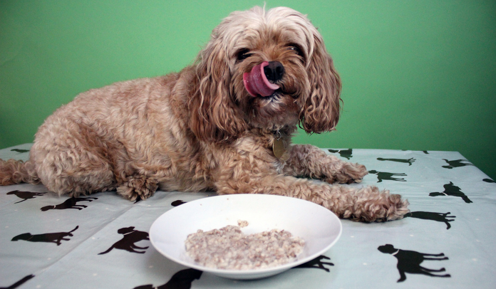 Can Dogs Have Rice Pudding? – Pet Guide Reviews