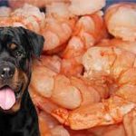 Can I offer My Dog to Eat Prawns?