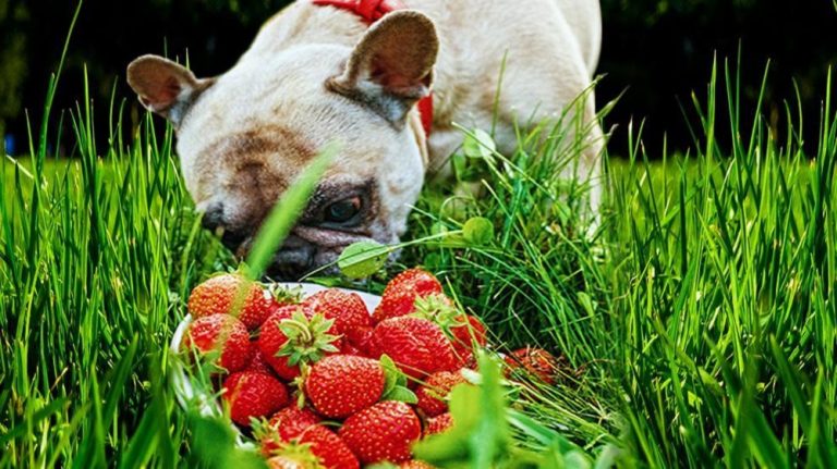 Can Dogs Eat Strawberry Leaves?