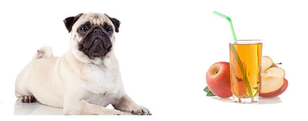 Can Dogs Drink Apple Juice?