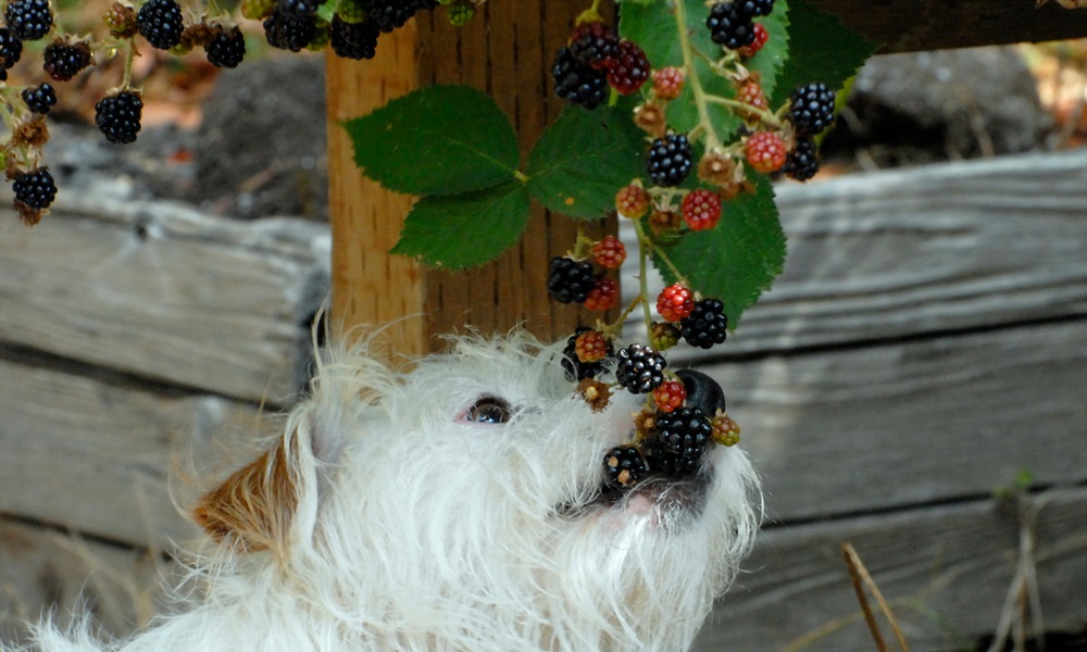 Can Dogs Eat Brambles