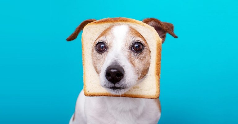 Can Dogs Eat Bread And Butter?