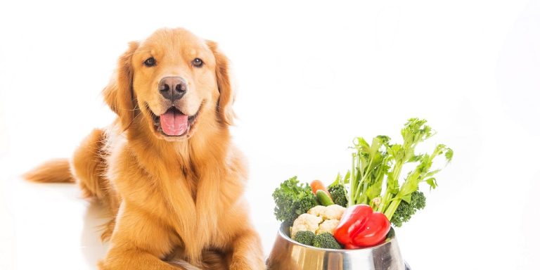 Can Dogs Eat Celeriac?