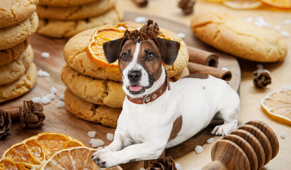 are biscuits good for dogs
