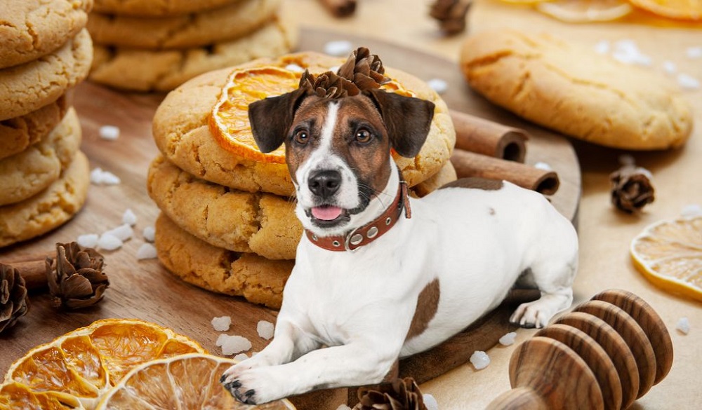 Can Dogs Eat Ginger Nut Biscuits Pet Guide Reviews